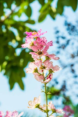 Lagerstroemia çiçekleri mavi gökyüzü, Tayland