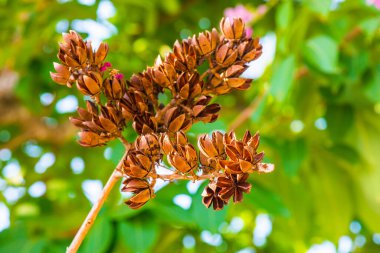 Lagerstroemia meyvesi ağaçta, Tayland