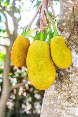 Ağaçta Jackfruit, Tayland