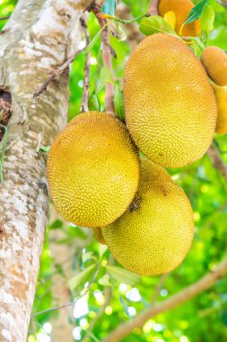 Ağaçta Jackfruit, Tayland