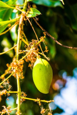 Ağaçta mango meyvesi, Tayland