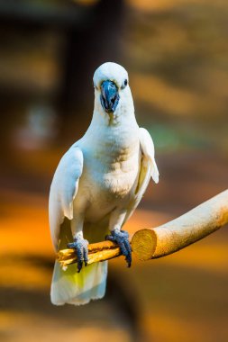 Sarı tepeli Kakadu Portresi, Tayland