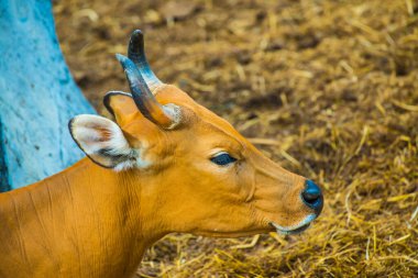 Banteng, Tayland 'ın Baş Fotoğrafı