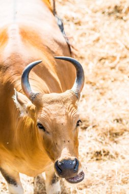 Banteng, Tayland 'ın Baş Fotoğrafı