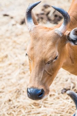 Banteng, Tayland 'ın Baş Fotoğrafı