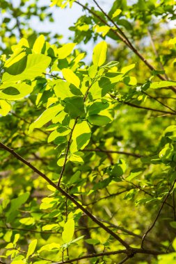 Ormanda yeşil yapraklar, Tayland