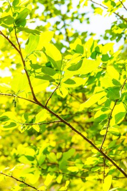 Ormanda yeşil yapraklar, Tayland