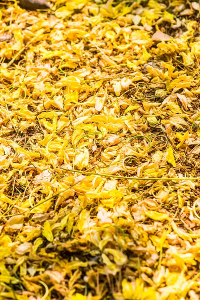 Tayland 'da Altın Sağanak Çiçekleri