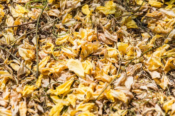 Tayland 'da Altın Sağanak Çiçekleri