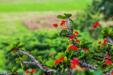Doğal manzaralı Poi Sian çiçekleri, Tayland.