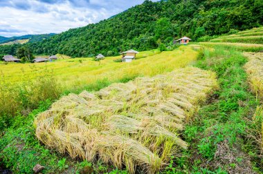 Pa Bong Piang Rice Terraces at Chiang Mai Province, Thailand.