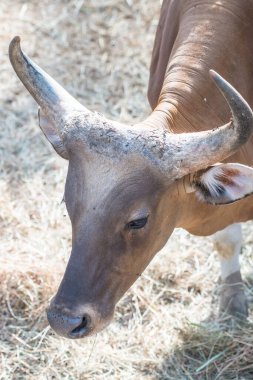 Banteng, Tayland 'ın Baş Fotoğrafı