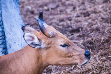 Banteng, Tayland 'ın Baş Fotoğrafı