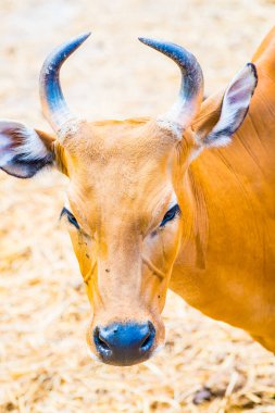 Banteng, Tayland 'ın Baş Fotoğrafı