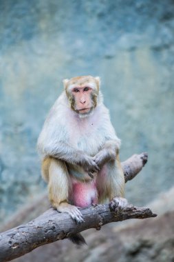 Rhesus Macaque 'ın Portresi, Tayland