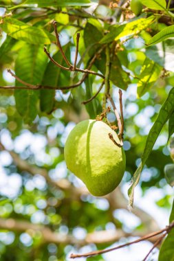 Ağaçta mango meyvesi, Tayland