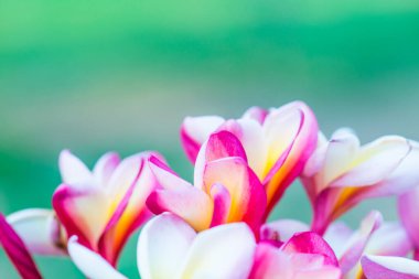 Frangipani çiçeklerini kapat, Tayland