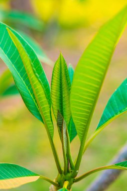 Parkta Frangipani yaprağı, Tayland