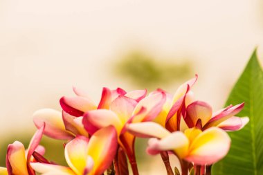 Frangipani çiçeklerini kapat, Tayland