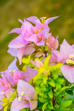 Tayland 'daki Pembe Begonvil Çiçekleri' ni kapatın.