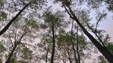 Mae Taeng Çam Bahçesi 'nde gökyüzü olan çam ağacı tepeleri, Chiangmai.