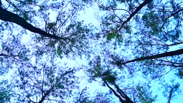 Tallar Med Himmel Mae Taeng Pine Garden Chiangmai — Stockvideo