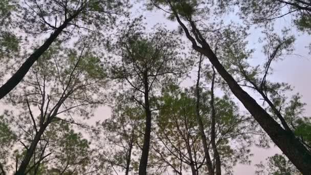 Pine Tree Tops Sky Mae Taeng Pine Garden Chiangmai — Stock Video