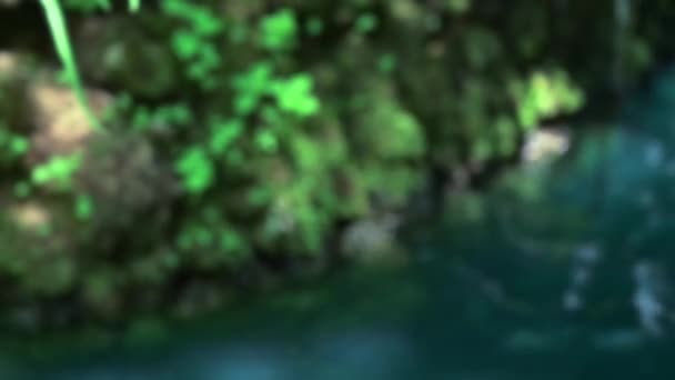 Tayland Chiang Mai Bölgesindeki Gölgeli Bahçede Bir Yusufçuk — Stok video