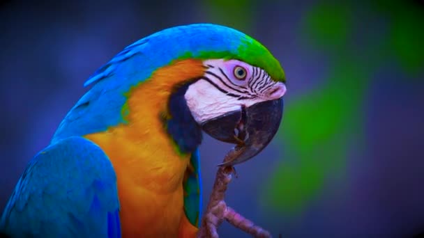 Video Blue Gold Macaw Bird Thai Thailand — Stock Video