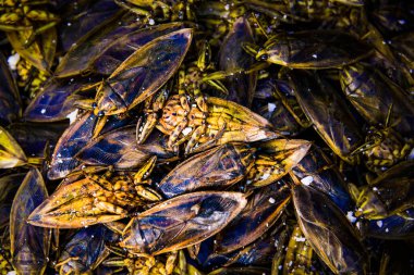 Tuzla karıştırılmış dev su böceği.