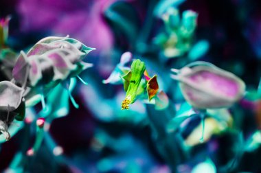 Şeytanın Omurgası, Terlik, Candelilla, Uzun Terlik Çiçeği ve Bahçede Terlik Bitkisi. Bu bitkinin küçük kuşlara benzeyen çiçekleri var..