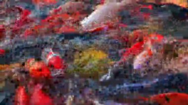 Tayland 'ın Nakhon Sawan eyaletindeki berrak sularda renkli koi balığı sürüleri.