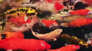 Tayland 'ın Nakhon Sawan eyaletindeki berrak sularda renkli koi balığı sürüsü..