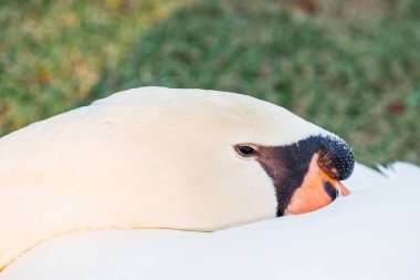 Beyaz kuğu portresi, Tayland