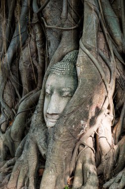 Head of buddha in root at Ayuthaya province, Thailand clipart