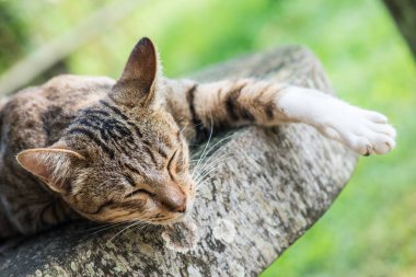 Tayland 'da uyuyan kedi..