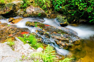 Mae Kampong Şelalesinde Su Akıntısı, Tayland.