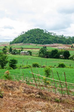 Chiang Mai, Tayland 'da Mae Chaem bölgesinin dağ manzaralı tarım alanı.