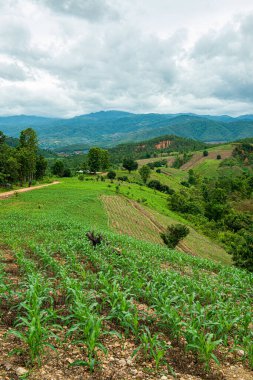 Chiang Mai, Tayland 'da Mae Chaem bölgesinin dağ manzaralı tarım alanı.