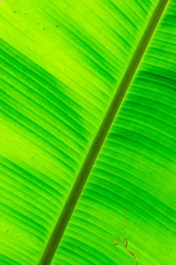 Muz yaprağının arka planı, Tayland.