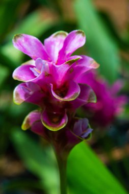 Doğal geçmişi olan Curcuma Alismatifolia çiçeği, Tayland.