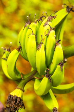 Doğada Pisang Ampiang muzu, Tayland.