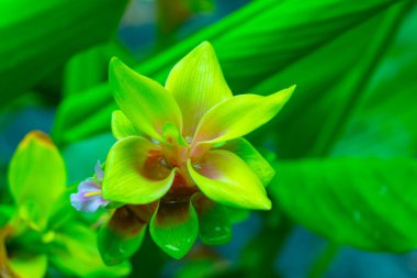 Doğal geçmişi olan Curcuma Alismatifolia çiçeği, Tayland.