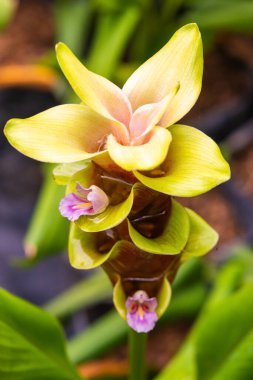 Doğal geçmişi olan Curcuma Alismatifolia çiçeği, Tayland.