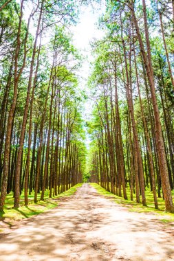 Tayland 'daki Boa Keaw Silvikültürel Araştırma İstasyonu' ndaki Çam Tarlalarının manzarası.