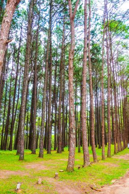 Tayland 'daki Boa Keaw Silvikültürel Araştırma İstasyonu' ndaki Çam Tarlalarının manzarası.