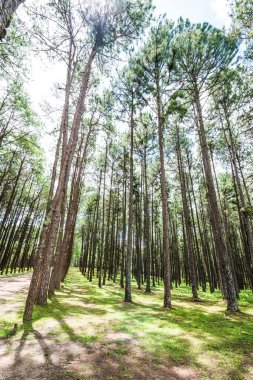 Tayland 'daki Boa Keaw Silvikültürel Araştırma İstasyonu' ndaki Çam Tarlalarının manzarası.