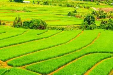 Tayland 'da pirinç tarlaları.