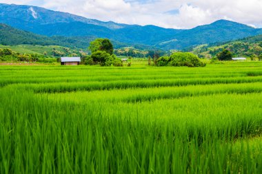 Tayland 'da pirinç tarlaları.
