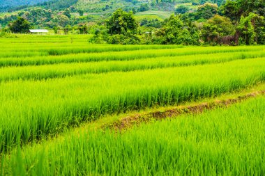 Tayland 'da pirinç tarlaları.